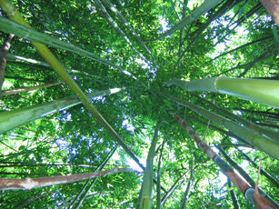 Read more about the article Bamboo Insanity