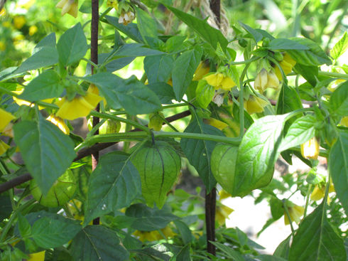 tomatillos