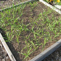 Growing Grains in Small Spaces