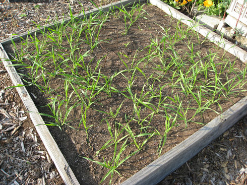 Read more about the article Growing Grains in Small Spaces