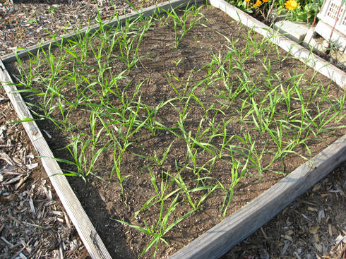 You are currently viewing Growing Grains in Small Spaces