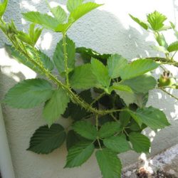 Growing Yellow Raspberries