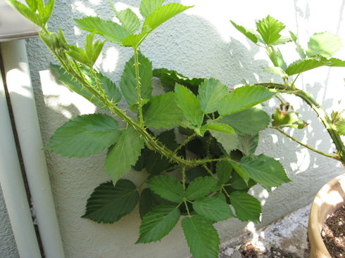 You are currently viewing Growing Yellow Raspberries