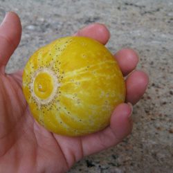 Growing Lemon Cucumbers