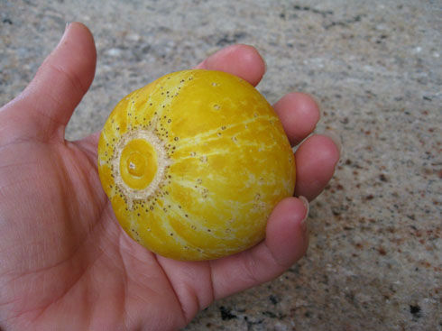 How to Plant and Grow Lemon Cucumbers