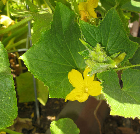 lemoncucumberflower
