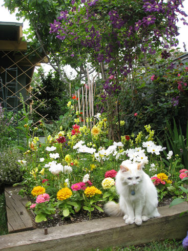 CatinGarden