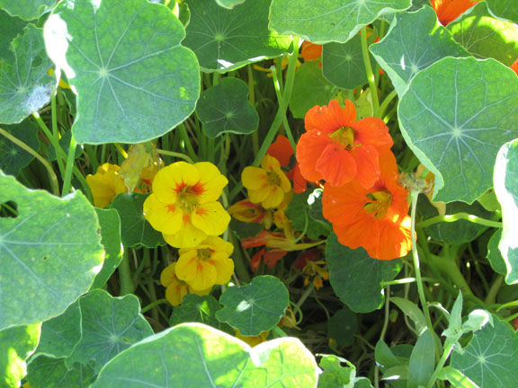 Nasturtiums