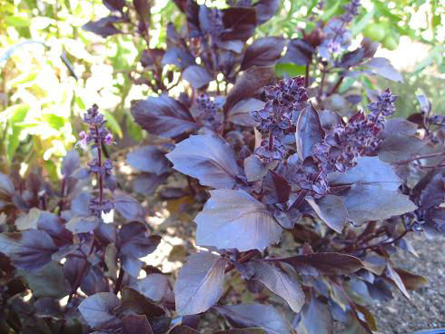 Purplebasil