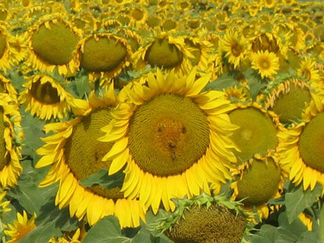 Sunflowers1