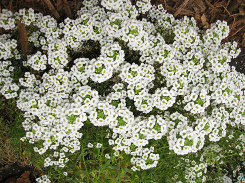 alyssum