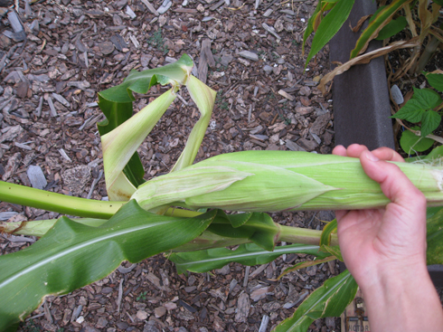 breaking off the corn