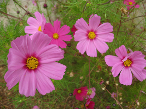 You are currently viewing Beneficial Flowers Build Your Ecosystem