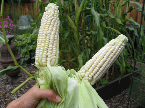 We snapped off the tops of each ear since those sections weren't developed. The rest is good eating!