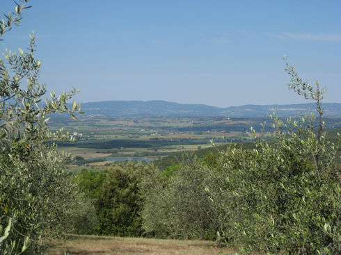 oliveorchard