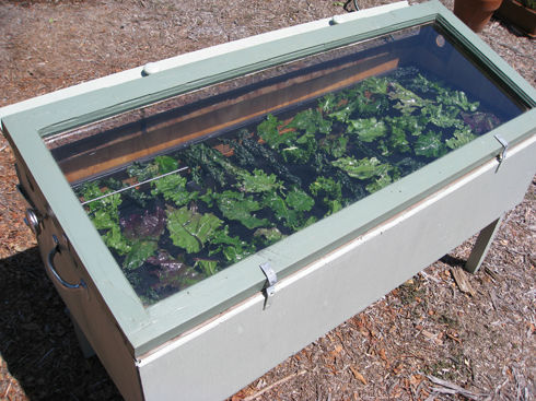 You are currently viewing Making Kale Chips – Solar vs. Oven