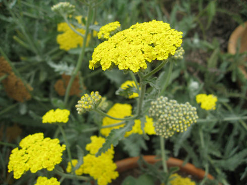 yarrow