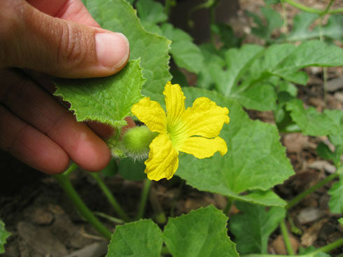 GoldenHoneymoonmelon