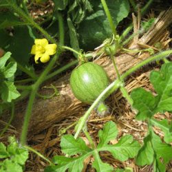 Growing Watermelons and Melons