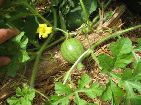 You are currently viewing Growing Watermelons and Melons