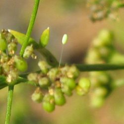 Seed Saving for Celery