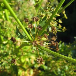 YouTube: Saving Celery & Dill Seeds