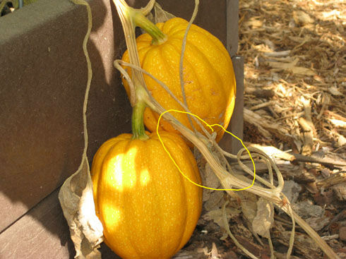 Gardenerd Organic Edible Gardening Harvesting Delicata