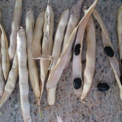 Black Coco Beans – An Heirloom Surprise