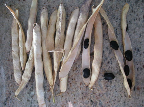 Read more about the article Black Coco Beans – An Heirloom Surprise