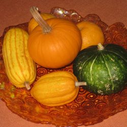 Harvesting Delicata and Acorn Squash