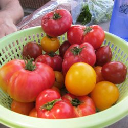 Tomato Tasting Party – Everybody Wins!