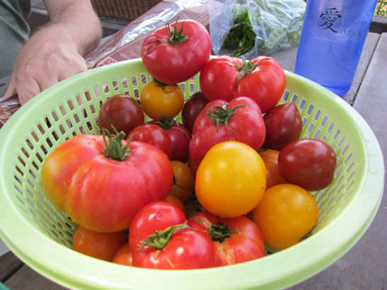 You are currently viewing Tomato Tasting Party – Everybody Wins!