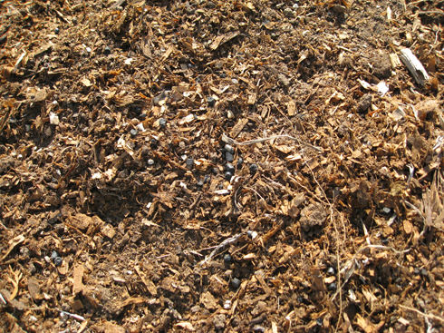 Read more about the article Experimenting with Biochar