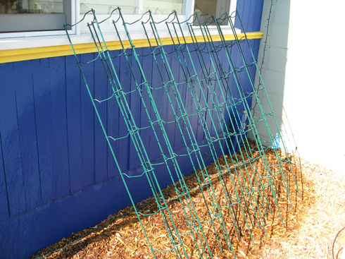 Read more about the article Fall Clean Up – Cleaning Tomato Cages