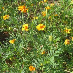 Harvesting Seeds: Nematicidal Marigolds