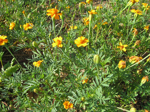 golden Guardian marigolds