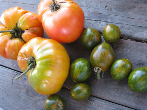 tomatoes green and orange