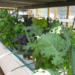 Aquaponics: A Field Trip to EVO Farm (Now Ourfoods)