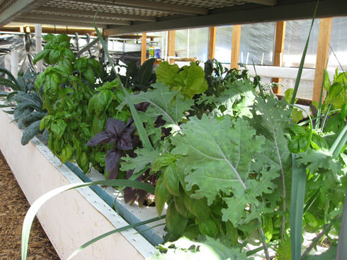 Read more about the article Aquaponics: A Field Trip to EVO Farm (Now Ourfoods)