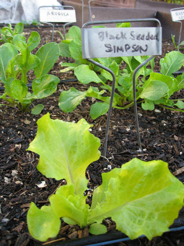 Simpsonandarugula