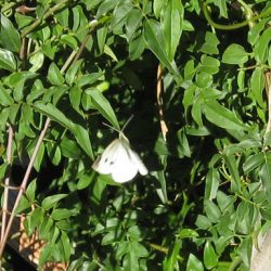 Take Cover! It’s Cabbage Moth Season.