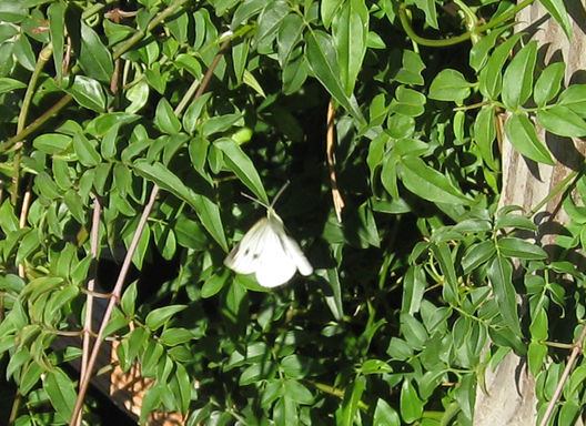 Read more about the article Take Cover! It’s Cabbage Moth Season.