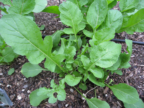 Rocket Arugula Seeds (Aka Roquette) | Heirloom | Organic