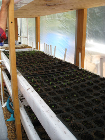 seedstarts