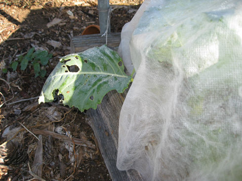 unprotectedkohlrabi