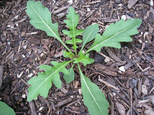 Wild Arugula Plant