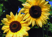 Updated – New 2012 Spring/Summer Seed Collection