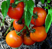 TomatoJauneFlamme180_2