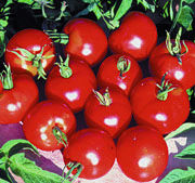 TomatoStupice180