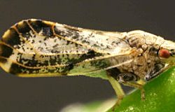 Beware the Citrus Psyllid